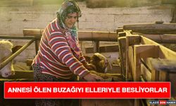 Annesi Ölen Buzağıyı Elleriyle Besliyorlar