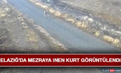 Elazığ'da Mezraya İnen Kurt Görüntülendi