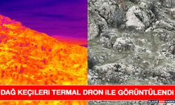 Dağ Keçileri Termal Dron İle Görüntülendi