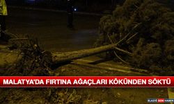 Komşu Şehirde Fırtına Ağaçları Kökünden Söktü
