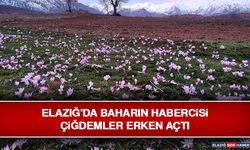 Elazığ'da Baharın Habercisi Çiğdemler Erken Açtı