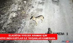 Elazığ'da Yiyecek Aramak İçin Köye İnen Kurtlar İle Tavşanlar Kamerada