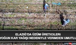 Elazığ'da Üzüm Üreticileri Yoğun Kar Yağışı Nedeniyle Verimden Umutlu