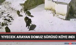 Yiyecek Arayan Domuz Sürüsü Köye İndi