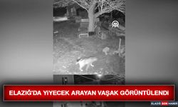 Elazığ'da Yiyecek Arayan Vaşak Görüntülendi