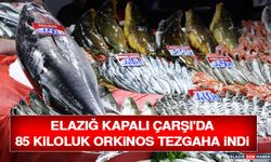Elazığ Kapalı Çarşı'da 85 Kiloluk Orkinos Tezgaha İndi