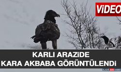 Karlı Arazide Kara Akbaba Görüntülendi