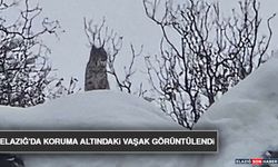 Elazığ'da Koruma Altındaki Vaşak Görüntülendi