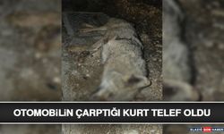 Otomobilin Çarptığı Kurt Telef Oldu