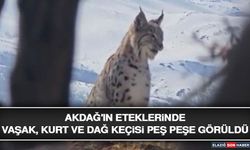 Akdağ'ın Eteklerinde Vaşak, Kurt ve Dağ Keçisi Peş Peşe Görüldü