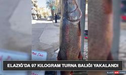 Elazığ’da 97 Kilogram Turna Balığı Yakalandı