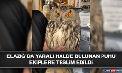 Elazığ’da Yaralı Halde Bulunan Puhu Ekiplere Teslim Edildi
