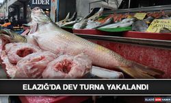 Elazığ'da Dev Turna Yakalandı