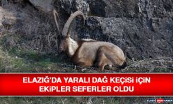 Elazığ’da Yaralı Dağ Keçisi İçin Ekipler Seferler Oldu