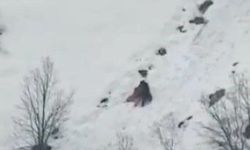 Kış uykusundan uyanan ayıların kar keyfi