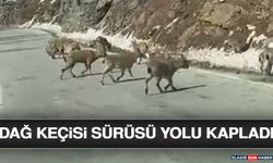 Dağ Keçisi Sürüsü Yolu Kapladı