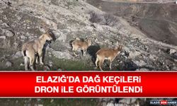 Elazığ'da Dağ Keçileri Dron İle Görüntülendi