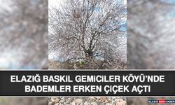Elazığ Baskil Gemiciler Köyü’nde Bademler Erken Çiçek Açtı