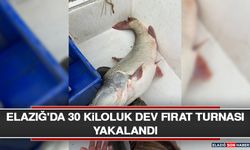 Elazığ'da 30 Kiloluk Dev Fırat Turnası Yakalandı