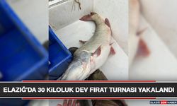 Elazığ'da 30 Kiloluk Dev Fırat Turnası Yakalandı