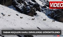 Yaban Keçileri Karlı Zirvelerde Görüntülendi