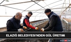 Elazığ Belediyesi’nden Gül Üretimi