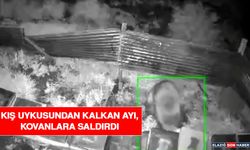 Kış Uykusundan Kalkan Ayı, Kovanlara Saldırdı