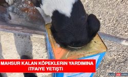 Mahsur Kalan Köpeklerin Yardımına İtfaiye Yetişti