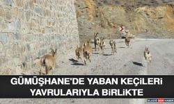 Gümüşhane'de Yaban Keçileri Yavrularıyla Birlikte Görüntülendi