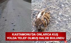 Kastamonu'da Onlarca Kuş Yolda Telef Olmuş Halde Bulundu