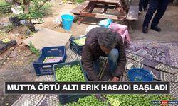 Mut'ta Örtü Altı Erik Hasadı Başladı