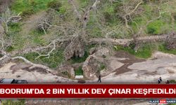 Bodrum’da 2 Bin Yıllık Dev Çınar Keşfedildi