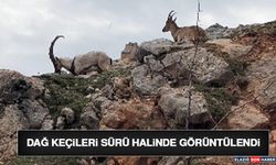 Dağ Keçileri Sürü Halinde Görüntülendi