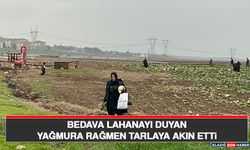 Bedava Lahanayı Duyan Yağmura Rağmen Tarlaya Akın Etti