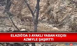 Elazığ'da 3 Ayaklı Yaban Keçisi Azmiyle Şaşırttı