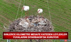 Binlerce Kilometre Mesafe Kateden Leylekler Yuvalarını Diyarbakır’da Kuruyor