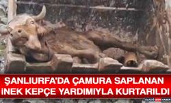 Şanlıurfa'da Çamura Saplanan İnek Kepçe Yardımıyla Kurtarıldı