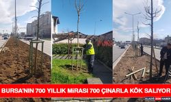 Bursa'nın 700 Yıllık Mirası 700 Çınarla Kök Salıyor