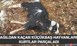 Ağıldan Kaçan Küçükbaş Hayvanları Kurtlar Parçaladı