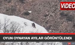 Oyun Oynayan Ayılar Görüntülendi