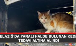 Elazığ'da Yaralı Halde Bulunan Kedi Tedavi Altına Alındı