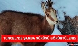 Tunceli'de Şamua Sürüsü Görüntülendi