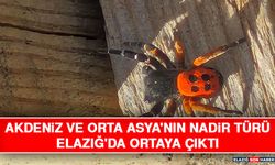 Akdeniz ve Orta Asya'nın Nadir Türü Elazığ'da Ortaya Çıktı