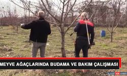 Meyve Ağaçlarında Budama ve Bakım Çalışması