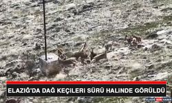 Elazığ'da Dağ Keçileri Sürü Halinde Görüldü