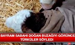 Bayram Sabahı Doğan Buzağıyı Görünce Türküler Söyledi