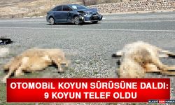 Otomobil Koyun Sürüsüne Daldı: 9 Koyun Telef Oldu