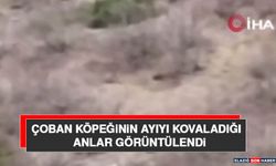 Çoban Köpeğinin Ayıyı Kovaladığı Anlar Görüntülendi