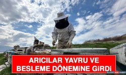Arıcılar Yavru ve Besleme Dönemine Girdi