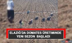 Elazığ’da Domates Üretiminde Yeni Sezon Başladı